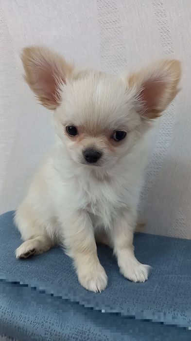 Чихуахуа кобель длинношерстный