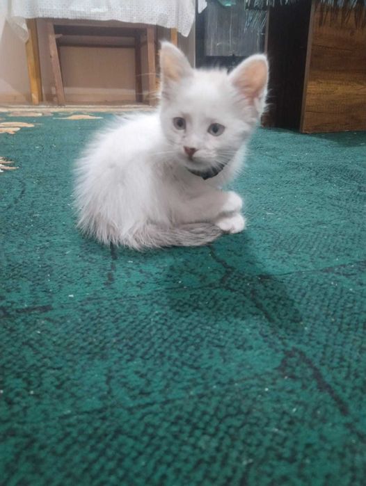 Отдам котенка в хорошие руки