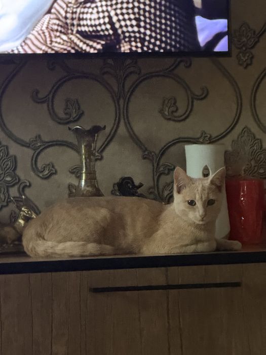 Кошачка домашная молодая одадим хороши руки