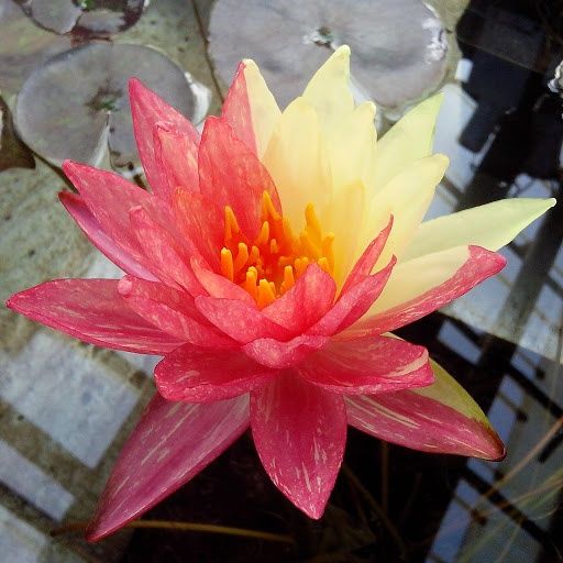 Нимфеи (разные сорта)