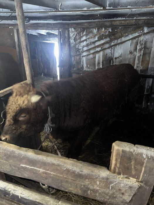 Бұқалақ 1жарым жылдық