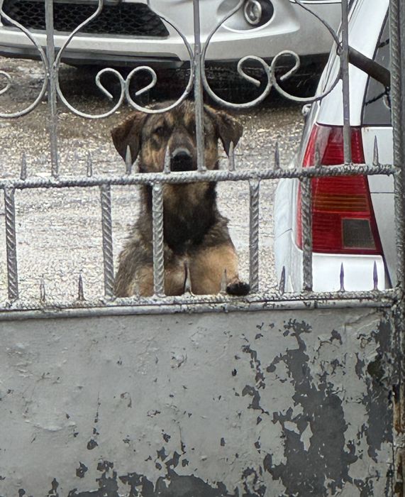 Фейк малиноа на 5 месеца с 3 месечно обучение