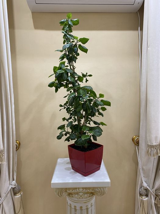 Продам комнатный Гибискус . Цена 110 000 т