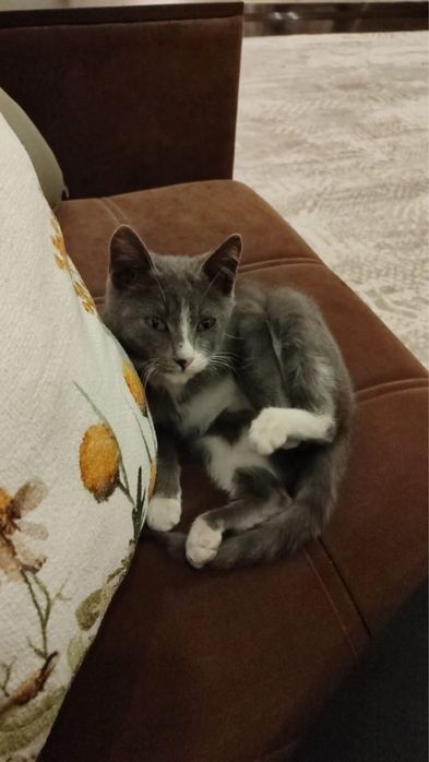 Отдаем котенка в хорошие руки
