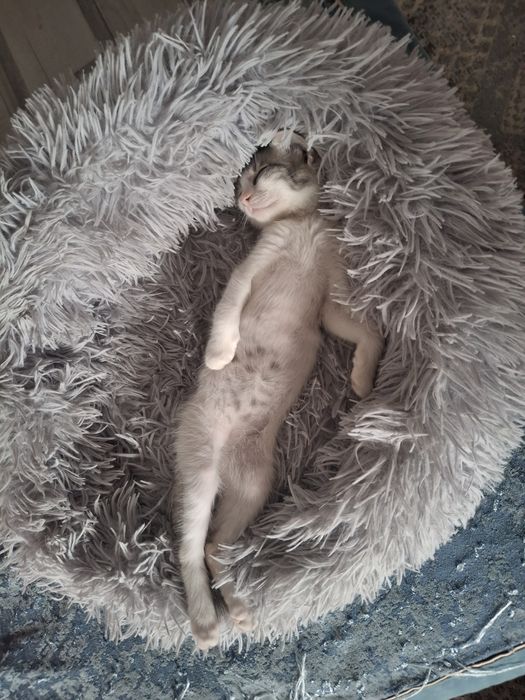 Отдам в хорошие руки. Семена