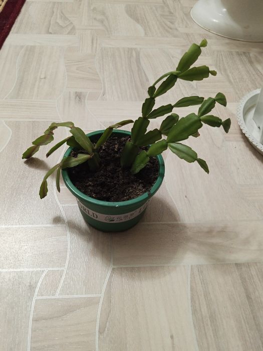 Продаю комнатные цветы