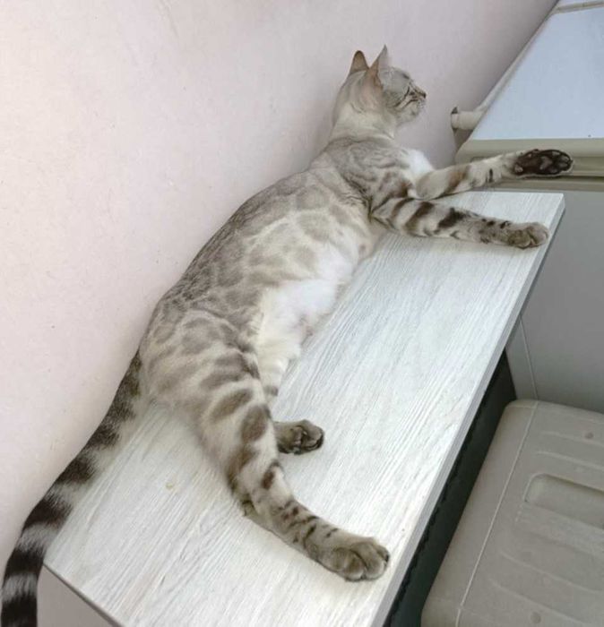 Бенгальская кошечка окрас снежный линкс