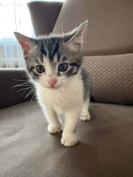 Отдаем котят в хорошие руки