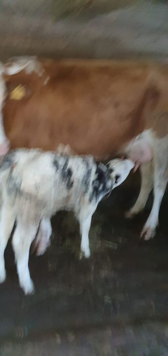 Vacă cu vițel de vânzare