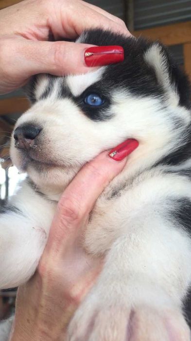 Мальчик хаски очень красивый