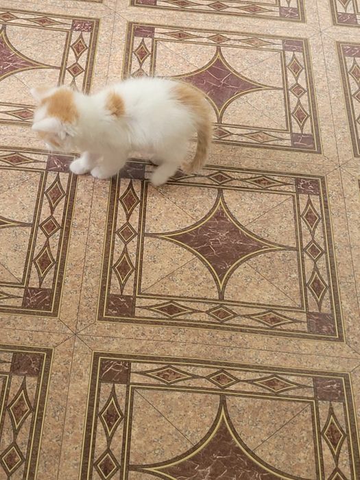 Мысық Котята мальчик