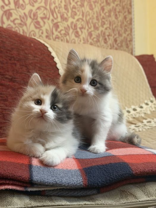 Сибирские котята
