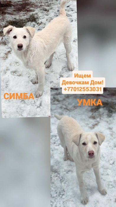 Ищем девочкам Дом!