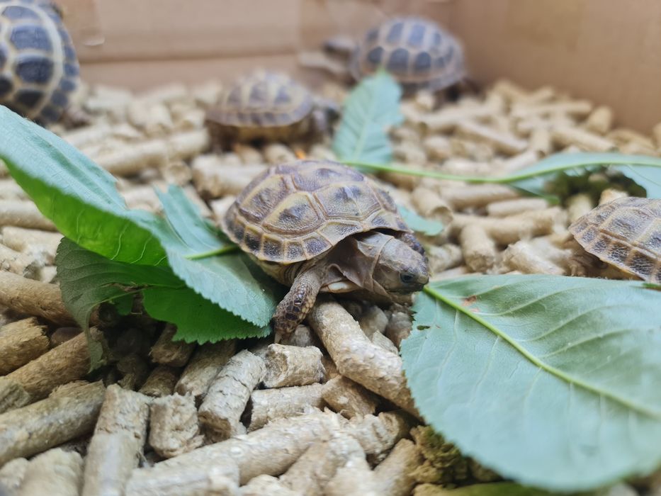 Черепашки Toshbaqalar