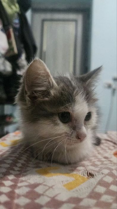 Котята от сибирской кошки.