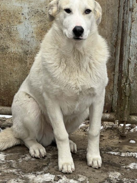 Donez 2 caini jucausi