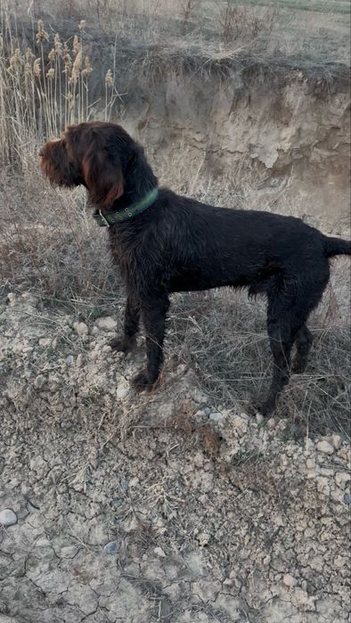 Дратхаар 2 года