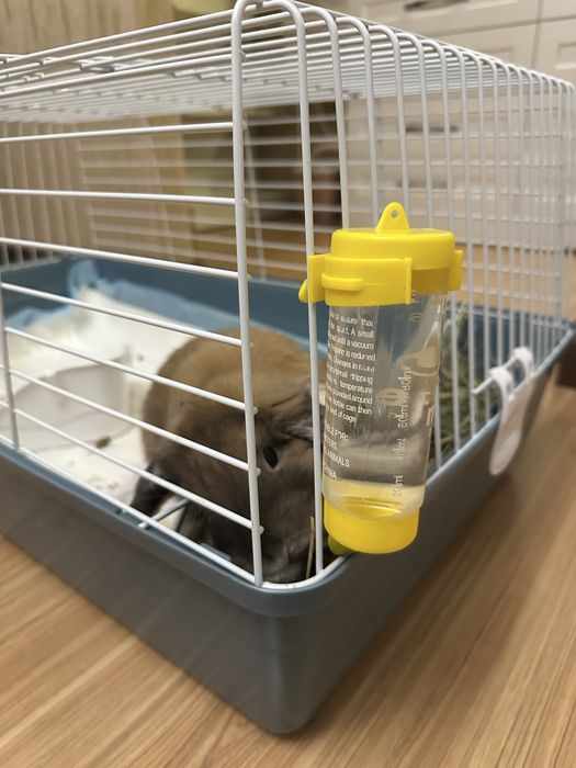 Кролик Карликовый