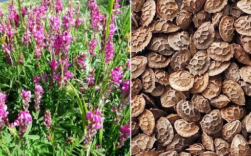 Продается семена эспарцета