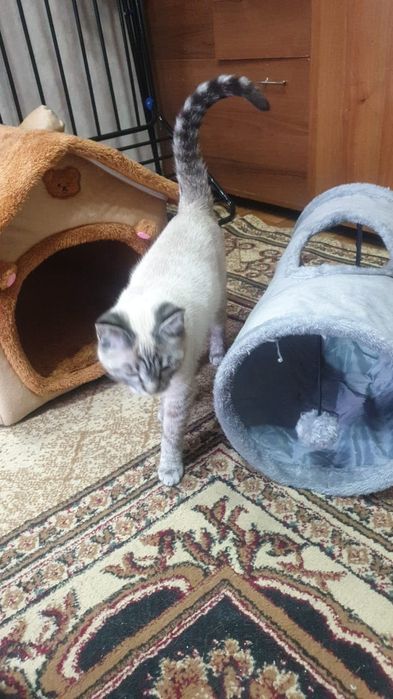 Продаются котята