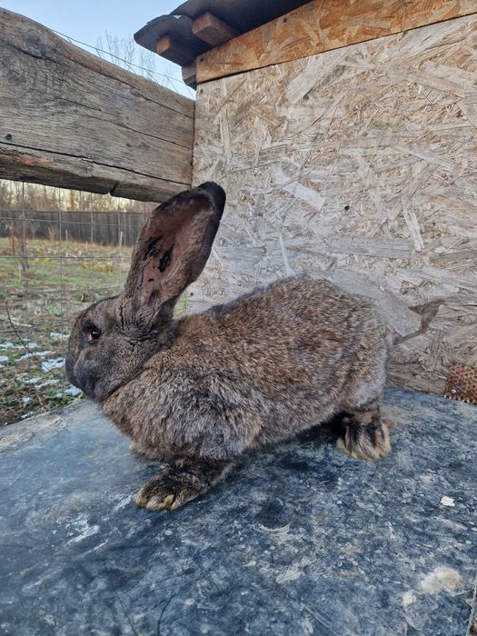 Urias german gri fier