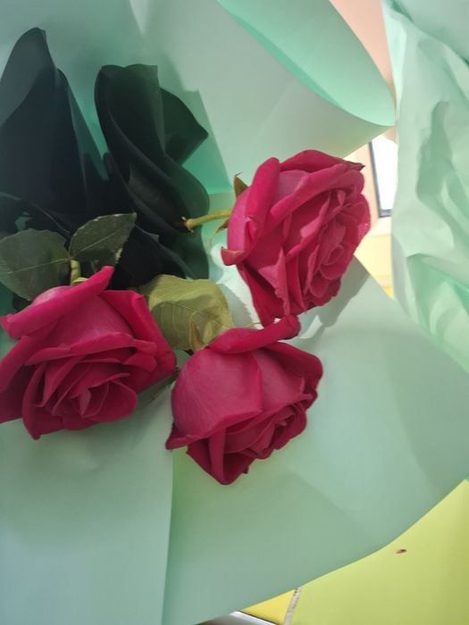 Гулдер свежий б/у