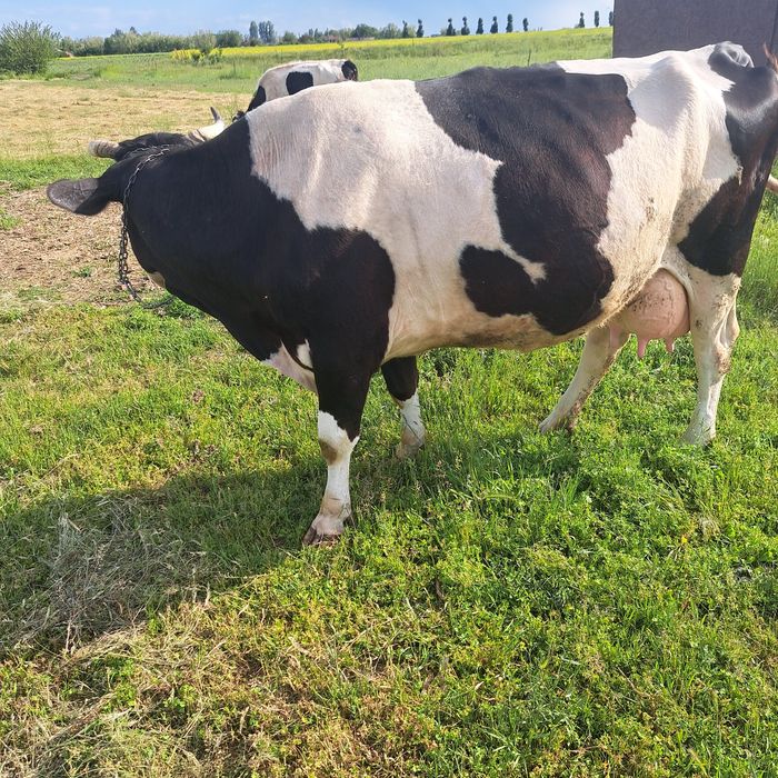 Vanb vaca de lapte