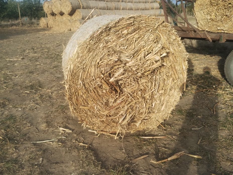 Vând tulei și paie de grau
