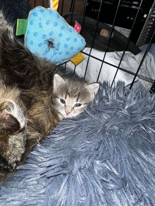 Отдам котят! От кошки мышеловки!