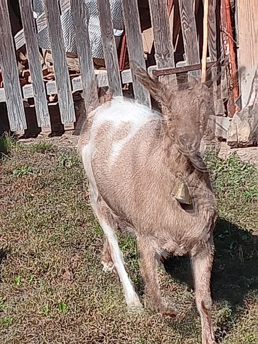 Capre bune de lapte.Schimb cu oi