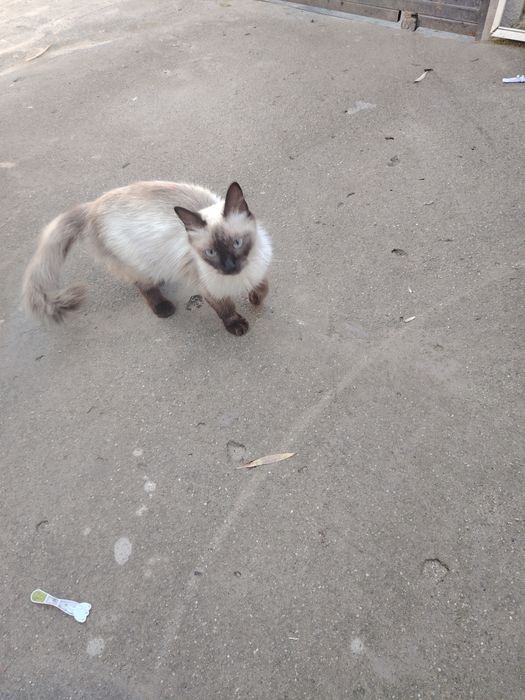 Donez pisici jucăușe