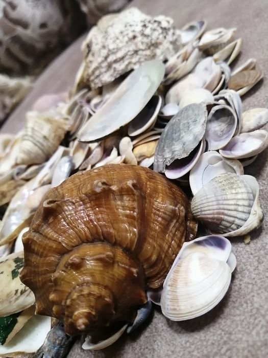 Продам или обменяю ракушки средиземноморья