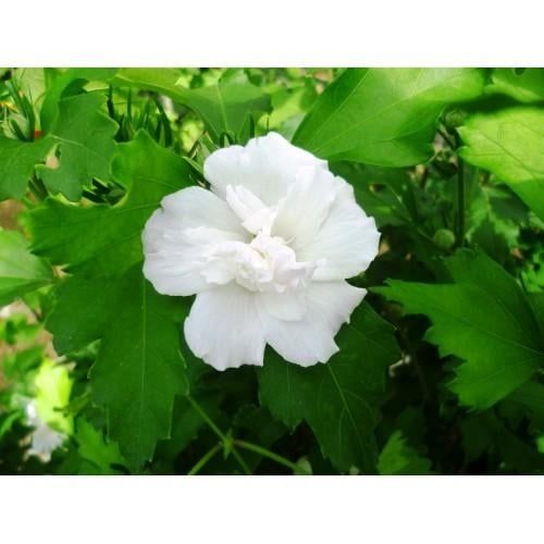 Хибискус Кичест 4 налични цвята