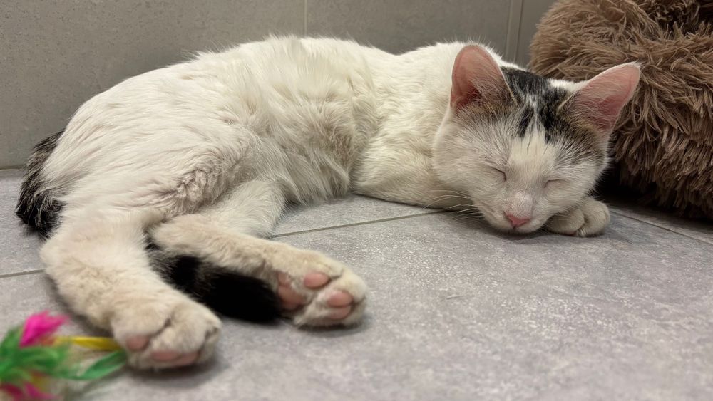 Кот ищет дом, Алматы