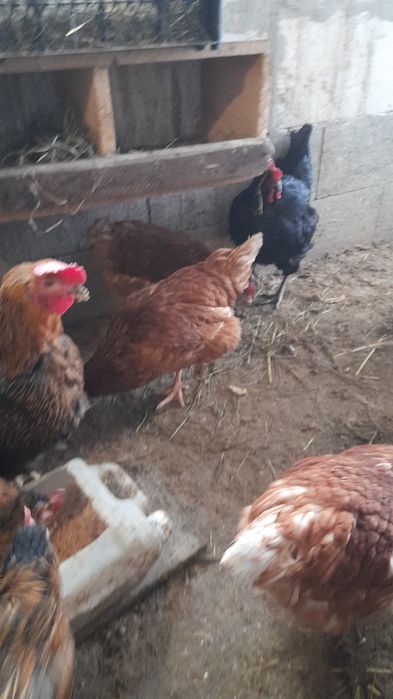 Vand puicute, tinere, sanatoase