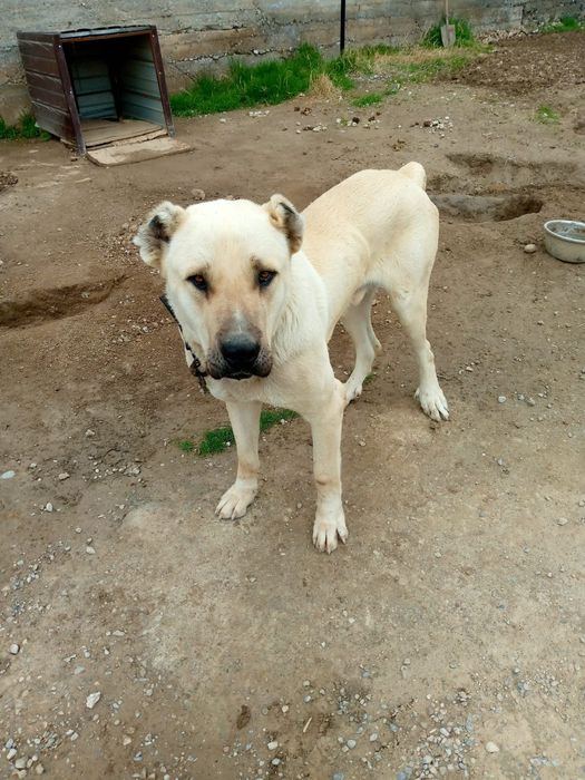 Продаётся собака породы Кангал