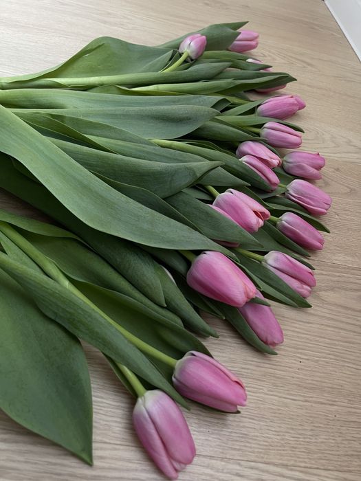 Тюльпаны в наличии