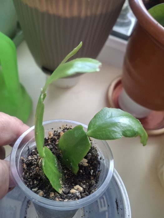 Продам домашние цветы.
