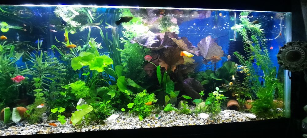 Акварюм растенялар сотамо хар хил