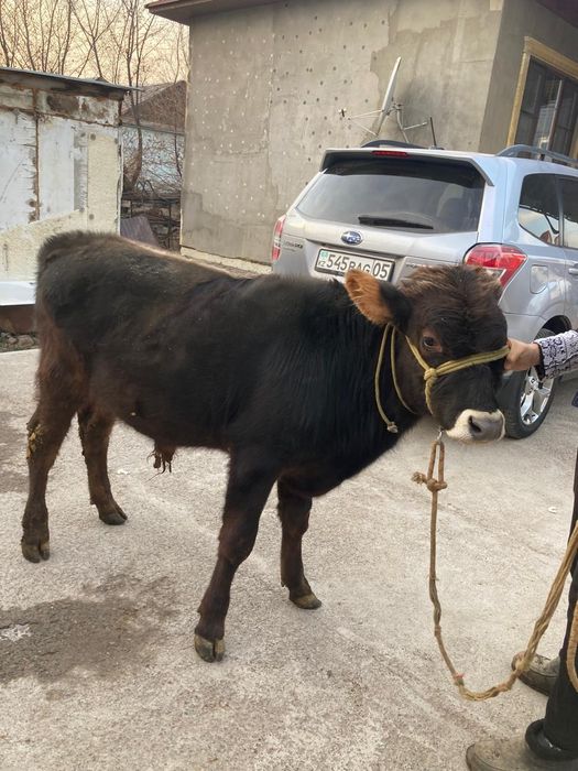 Продам Алатау быка
