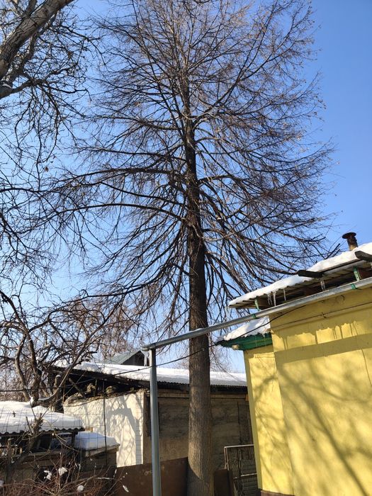 Отдам Деревья на спил