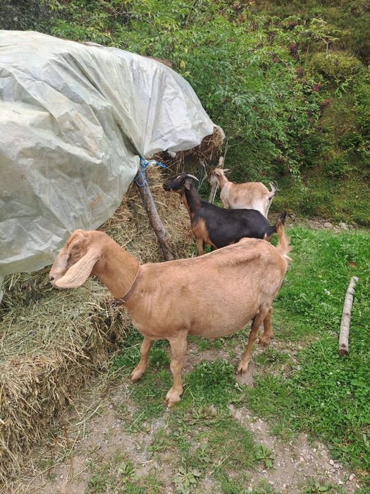 Vand capre anglonubiene