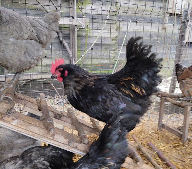 Cocoși 10 luni talie medie