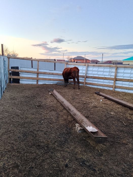 Құнажын құнажын сиыр