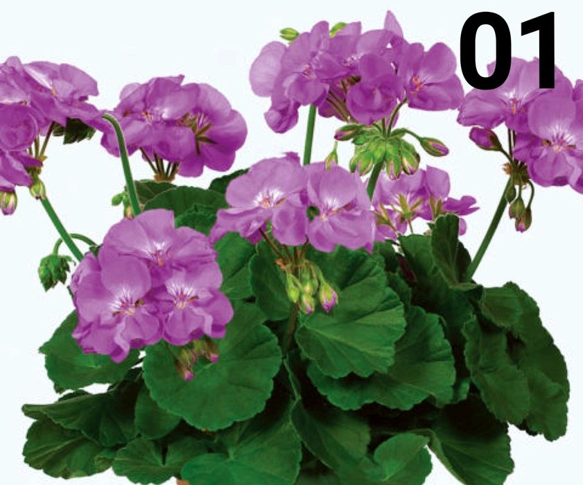 Нискостеблено мушкато-2.50€