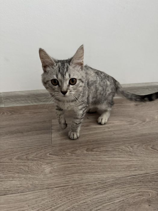 Продаю шотландскую кошку, 3 месяца