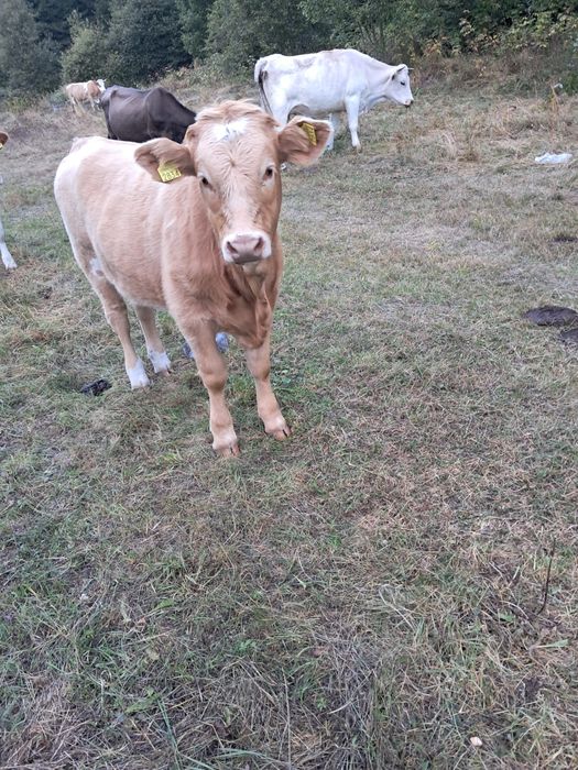 Vițele si taur de vanzare