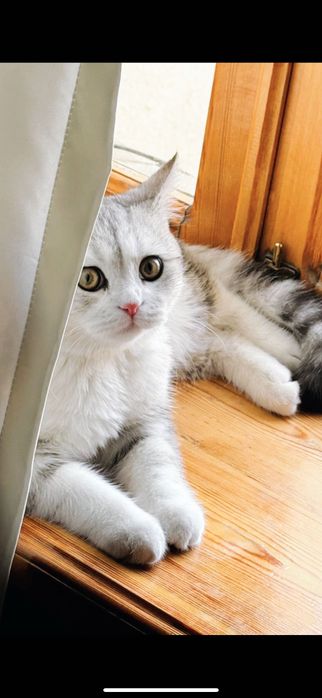 Mushuk sotiladi srochna!!! 100$