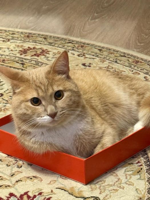 Отдам в хорошие добрые руки