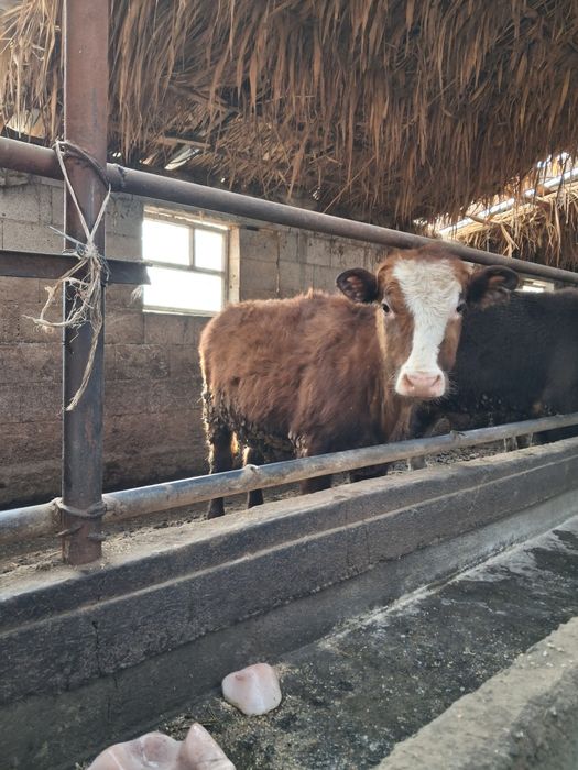 Ұрғашы тана 2бас